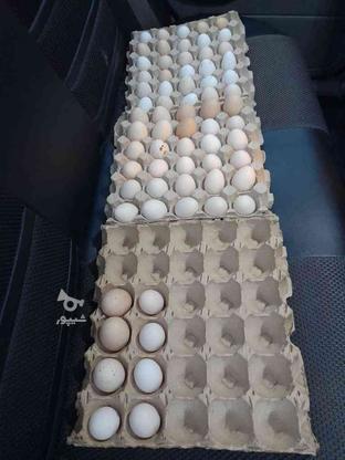 فروش تخم های نطفه دار زینتی (6نژاد) در گروه خرید و فروش ورزش فرهنگ فراغت در مازندران در شیپور-عکس1