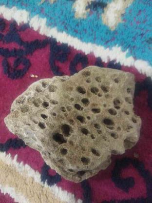 سنگ فسیل طبیعی در گروه خرید و فروش ورزش فرهنگ فراغت در تهران در شیپور-عکس1