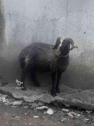 گوسفند نرچاق در گروه خرید و فروش ورزش فرهنگ فراغت در مازندران در شیپور-عکس1