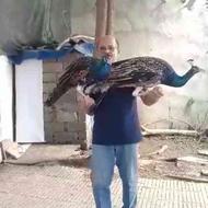 فروش یک جفت طاووس مصری کاملا رام
