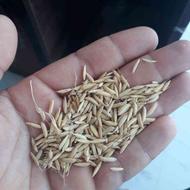 بذر برنج هاشمی