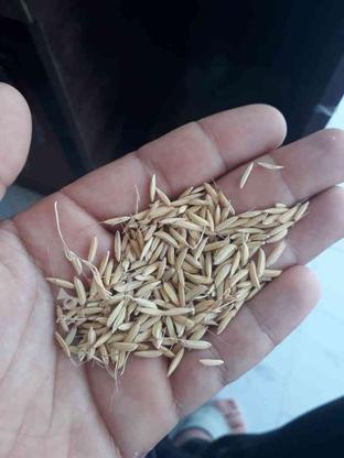 بذر برنج هاشمی در گروه خرید و فروش صنعتی، اداری و تجاری در اردبیل در شیپور-عکس1