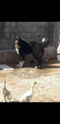 سگ قهدرجونی گله ای عالی واگذاری در گروه خرید و فروش ورزش فرهنگ فراغت در مازندران در شیپور-عکس1