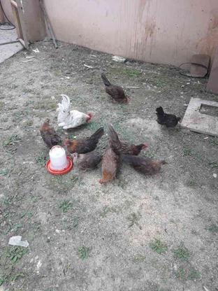 مرغ خروس چاپینز در گروه خرید و فروش ورزش فرهنگ فراغت در مازندران در شیپور-عکس1