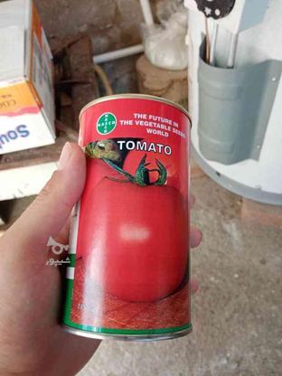 شتل گوجه فرنگی در گروه خرید و فروش صنعتی، اداری و تجاری در آذربایجان غربی در شیپور-عکس1