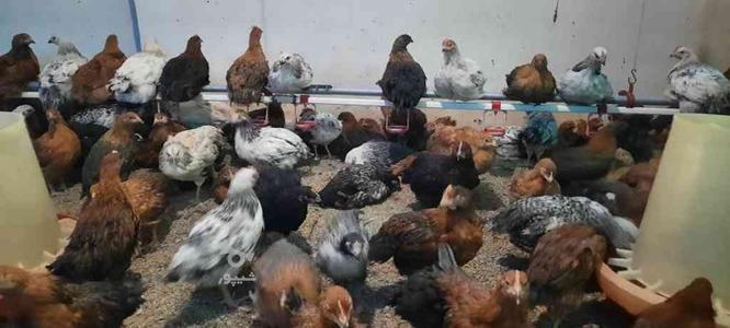 فروش ویژه نیمچه مرغ و خروس در گروه خرید و فروش ورزش فرهنگ فراغت در مازندران در شیپور-عکس1