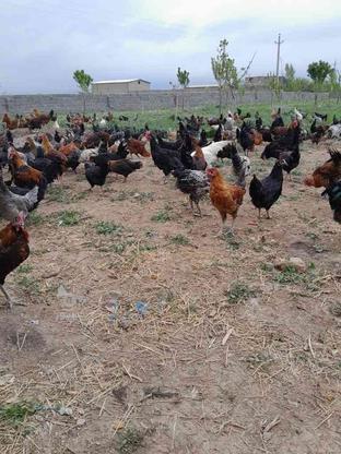 مرغ وخورس محلی در گروه خرید و فروش ورزش فرهنگ فراغت در زنجان در شیپور-عکس1