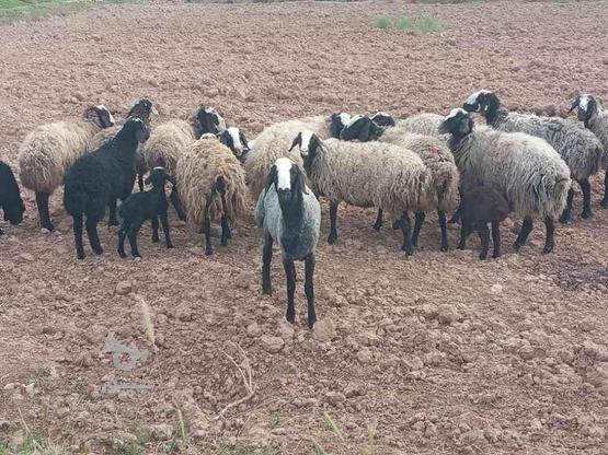 گوسفندشال اصیل در گروه خرید و فروش ورزش فرهنگ فراغت در خوزستان در شیپور-عکس1