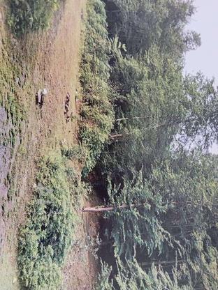 فروش زمین زراعی باغی 12هکتاری در استان گیلان در گروه خرید و فروش املاک در گیلان در شیپور-عکس1