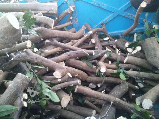 خریدوفروش،قطع واصلاح چوب در گروه خرید و فروش خدمات و کسب و کار در مازندران در شیپور-عکس1