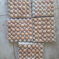تخم مرغ از نژادهای عالی با نطفه دهی 90درصد
