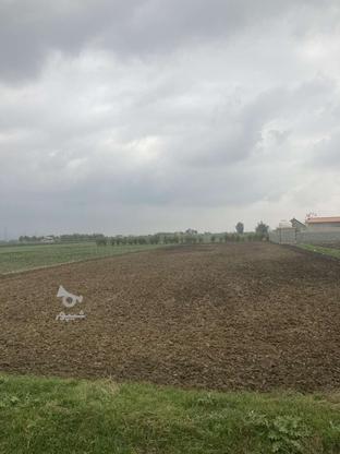فروش دو هزار متر زمین کشاورزی در شاهکله در گروه خرید و فروش املاک در مازندران در شیپور-عکس1
