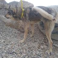واگذاری سگ عراقی اصل 2ساله میدونی وگوسفند یگ متر