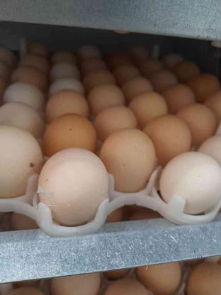 تخم مرغ مرندی. مرغ شاخدار . و غوغاز یا قوغاز در گروه خرید و فروش ورزش فرهنگ فراغت در گلستان در شیپور-عکس1