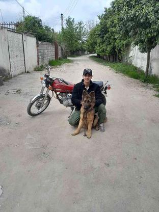 سگ ژرمن شپرد 15 ماهه واگذاری در گروه خرید و فروش ورزش فرهنگ فراغت در مازندران در شیپور-عکس1