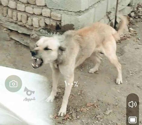 سگ گله شکاری واگذاری در گروه خرید و فروش ورزش فرهنگ فراغت در همدان در شیپور-عکس1