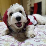 سگ شیتزو تریر خانگیه آموزش دیده