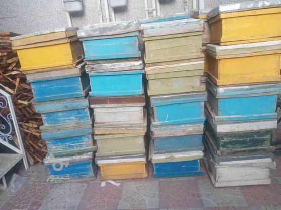 کندو وپوکه زنبورعسل در گروه خرید و فروش ورزش فرهنگ فراغت در آذربایجان شرقی در شیپور-عکس1