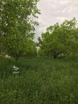 باغ 20ساله بابهترین درختان در گروه خرید و فروش املاک در آذربایجان غربی در شیپور-عکس1