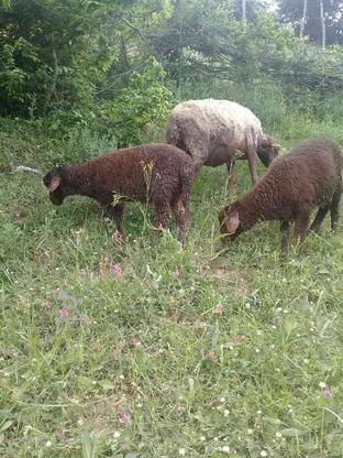 گوسفند‌ داشتی دوقلو‌زا‌ به همراه دوتابره‌ نر وماده‌ در گروه خرید و فروش ورزش فرهنگ فراغت در مازندران در شیپور-عکس1