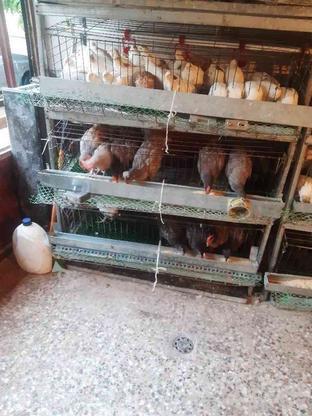 بلدرچین گوشتی و تخم گذار در گروه خرید و فروش ورزش فرهنگ فراغت در لرستان در شیپور-عکس1