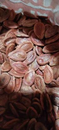 فروش بذر دانه هندوانه درجه یک در گروه خرید و فروش خدمات و کسب و کار در خراسان رضوی در شیپور-عکس1
