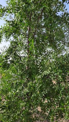 باغ میوه با سهمیه اب و مجوز ، سند در گروه خرید و فروش املاک در اصفهان در شیپور-عکس1