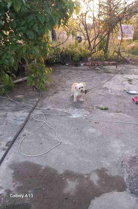 واگذاری سگ در گروه خرید و فروش ورزش فرهنگ فراغت در خراسان رضوی در شیپور-عکس1
