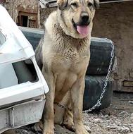 واگذاری سگ عراقی 11ماهه