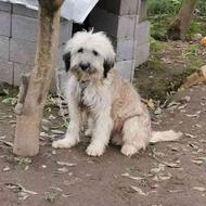 سگ شیتوزو یک ساله واگذاری