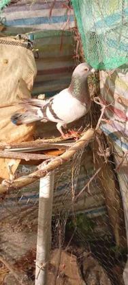 فروش کبوتر دوبر در گروه خرید و فروش ورزش فرهنگ فراغت در گیلان در شیپور-عکس1