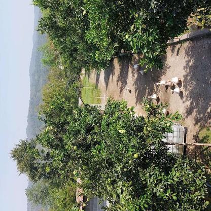 فروش زمین کشاورزی 5800 متر در آهنگرکلا در گروه خرید و فروش املاک در مازندران در شیپور-عکس1