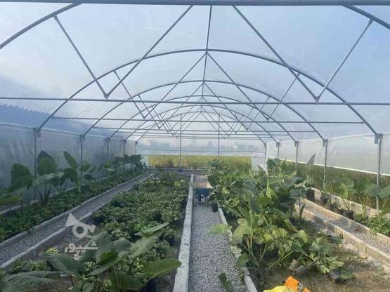 400 متر سازه گلخانه در گروه خرید و فروش صنعتی، اداری و تجاری در مازندران در شیپور-عکس1