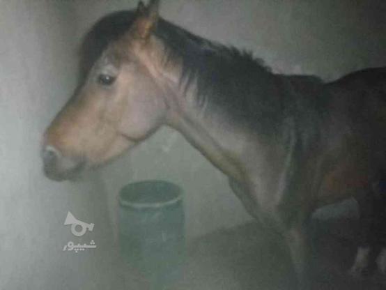 اموزش وسوارکاری اسب در گروه خرید و فروش خدمات و کسب و کار در تهران در شیپور-عکس1