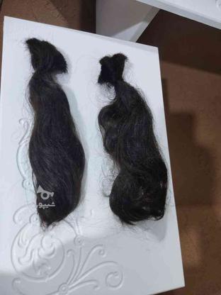 مو طبیعی برای فروش گذاشتم در گروه خرید و فروش لوازم شخصی در مازندران در شیپور-عکس1