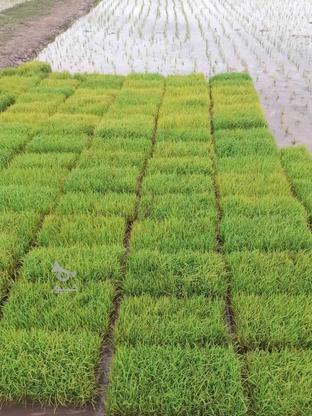 بذرهاشمی آماده نشا در گروه خرید و فروش صنعتی، اداری و تجاری در گیلان در شیپور-عکس1