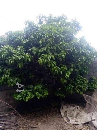 1عدد درخت گریپ‌فروت در گروه خرید و فروش صنعتی، اداری و تجاری در مازندران در شیپور-عکس1