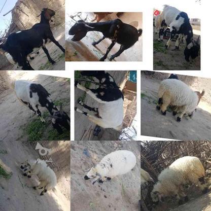 گوسفند های فروشی فوری در گروه خرید و فروش ورزش فرهنگ فراغت در سیستان و بلوچستان در شیپور-عکس1