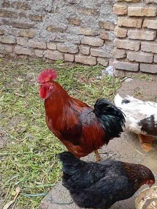 مرغ تخم گذار در گروه خرید و فروش ورزش فرهنگ فراغت در زنجان در شیپور-عکس1