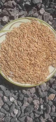 تیم برنج قیمت هم کیلویی 80 در گروه خرید و فروش صنعتی، اداری و تجاری در مازندران در شیپور-عکس1