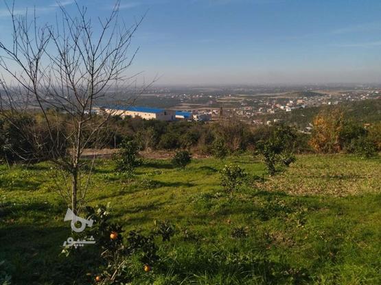 زمین باغی با ویو عالی1000 متر در گروه خرید و فروش املاک در مازندران در شیپور-عکس1