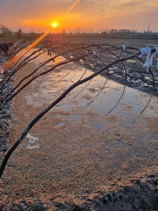 5000متر زمین زراعی مکانیزه در لاهیجان گلرودبار در گروه خرید و فروش املاک در گیلان در شیپور-عکس1