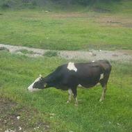 فروش یک گاو شیر دای 25 روز زاینان کرد5