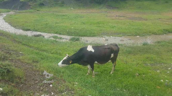 فروش یک گاو شیر دای 25 روز زاینان کرد5 در گروه خرید و فروش ورزش فرهنگ فراغت در آذربایجان غربی در شیپور-عکس1