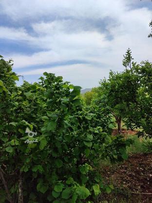 باغ انواع میوه اکثراً سیب در گروه خرید و فروش املاک در آذربایجان شرقی در شیپور-عکس1