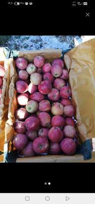 فروش سیب قرمز میانه در گروه خرید و فروش خدمات و کسب و کار در البرز در شیپور-عکس1