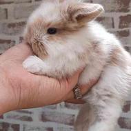 خرگوش لوپ عروسکی