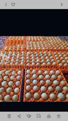 تخم نطفه دارتضمینی در گروه خرید و فروش ورزش فرهنگ فراغت در گلستان در شیپور-عکس1