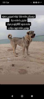 سگ ماده پشدر واگذاری در گروه خرید و فروش ورزش فرهنگ فراغت در گلستان در شیپور-عکس1