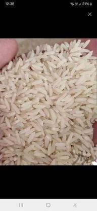 برنج طارم روشن در گروه خرید و فروش خدمات و کسب و کار در مازندران در شیپور-عکس1